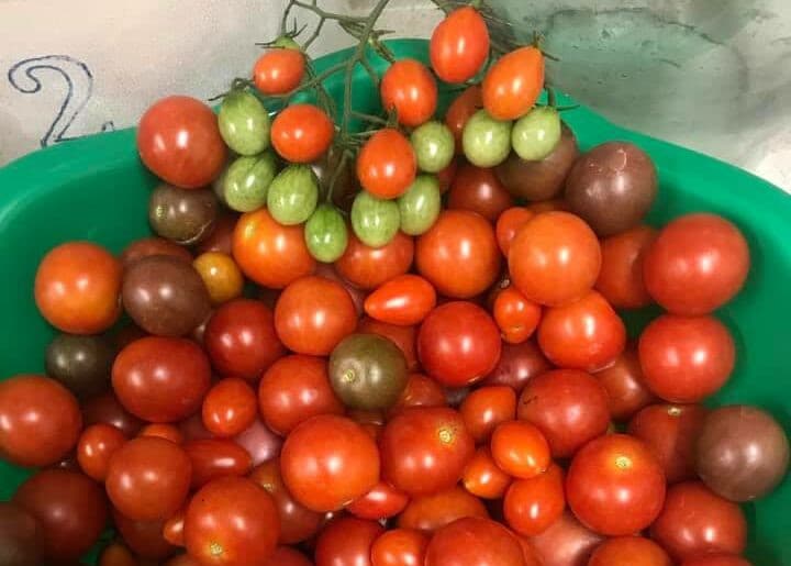 Farm Fresh Heirloom Tomatoes