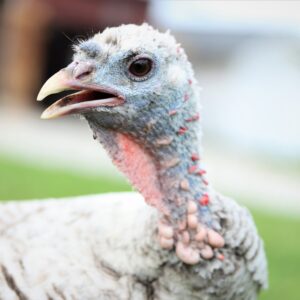 Opal, one of the Farm at Prophetstown's turkey hens.